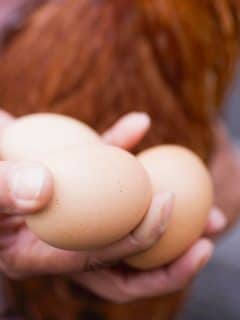 hand holding 3 eggs in foreground and chicken in background